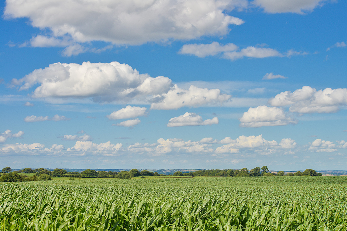 Corn-Field-With-Blue-Sky-And-Fluffy-Clouds