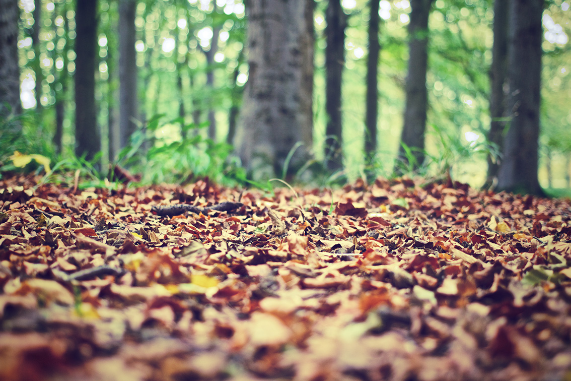 autumn-leaves